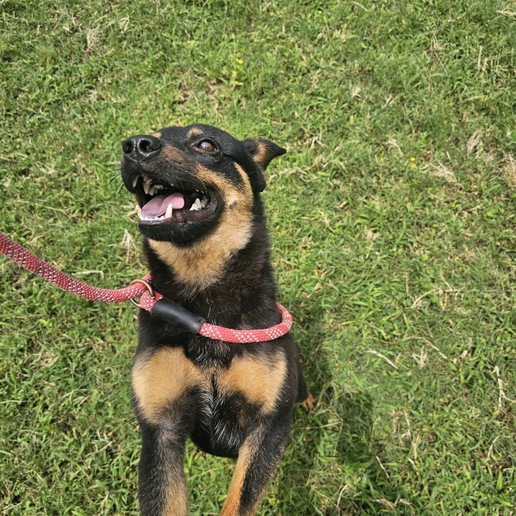 Little Bear