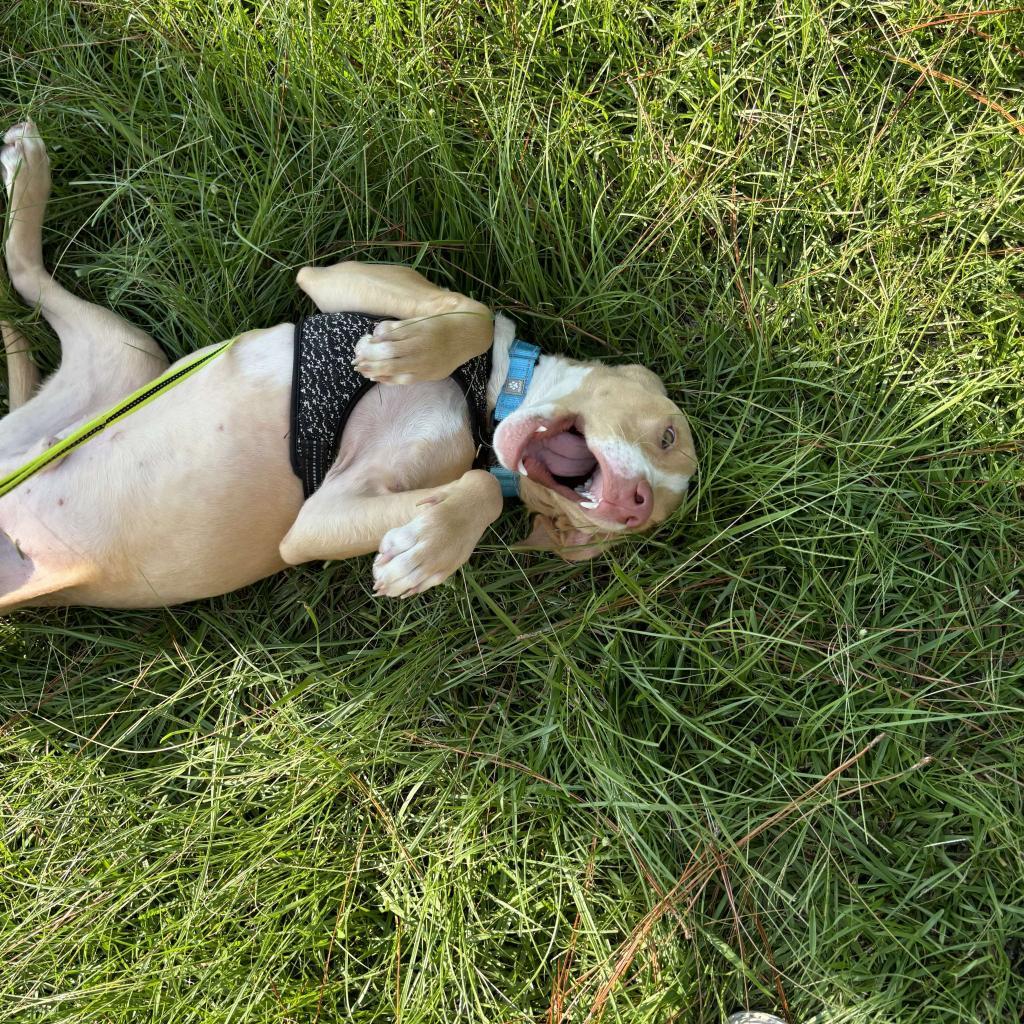 Hemi