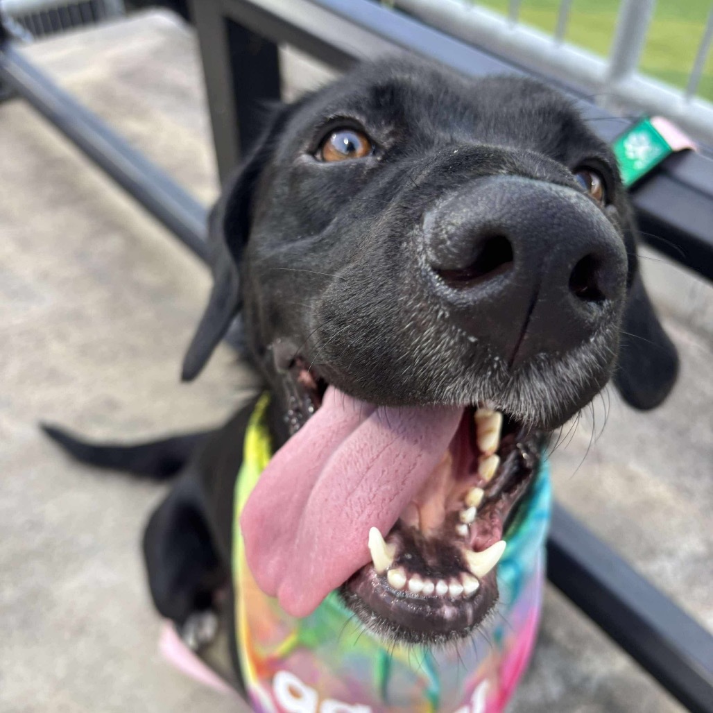 Gracie