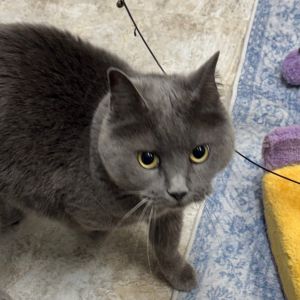 Sheba, Senior Female Domestic Short Hair