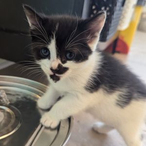 Panda- Tyler RS Domestic Short Hair Cat