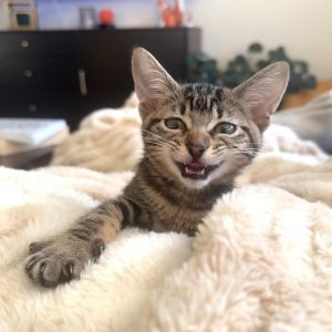 Whatasized Diet Dr Pepper 7, Baby Female Domestic Short Hair