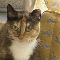 Gracie
