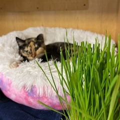 Gracie