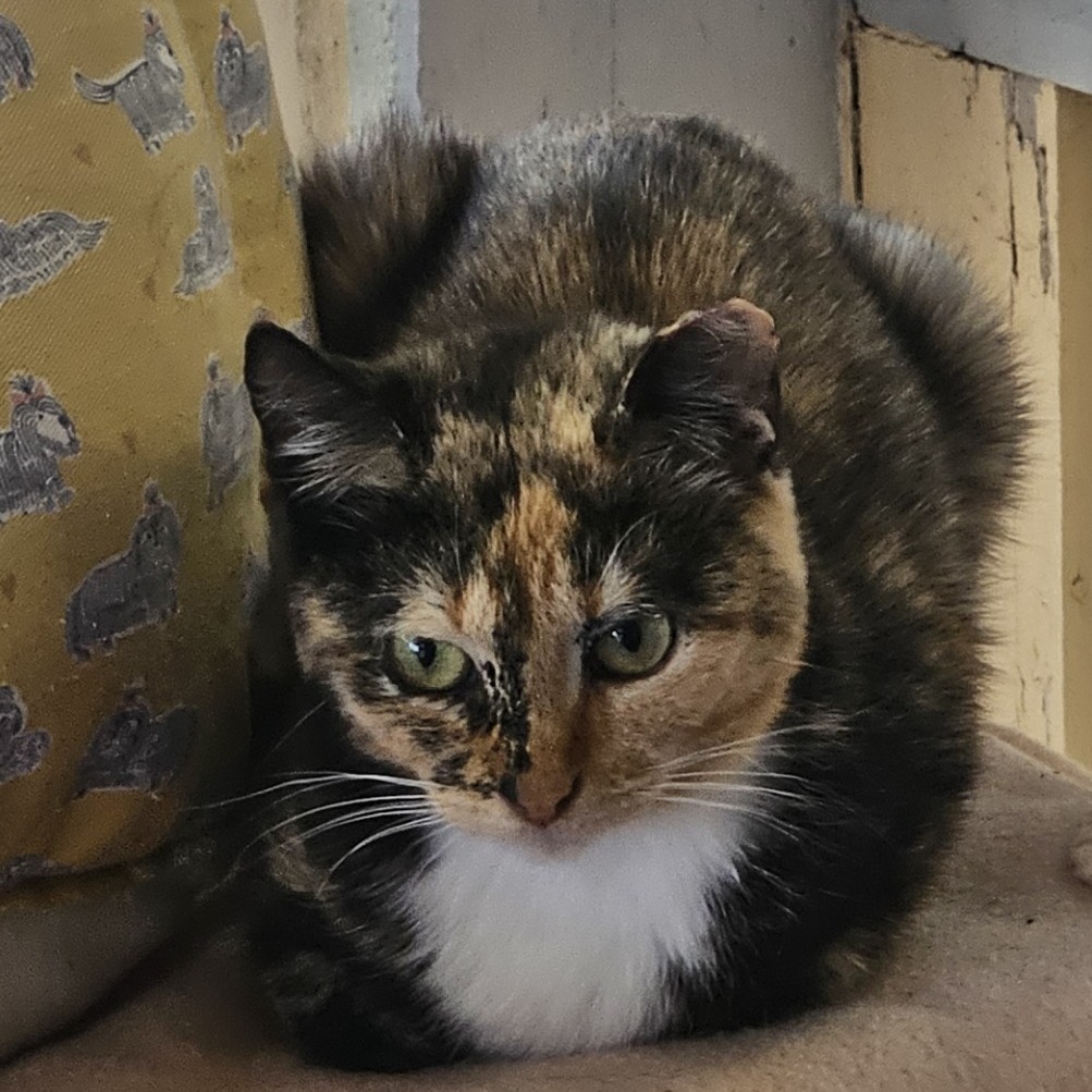Gracie