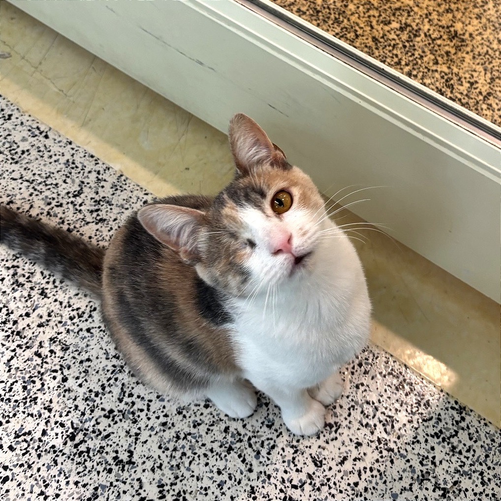 Labubu