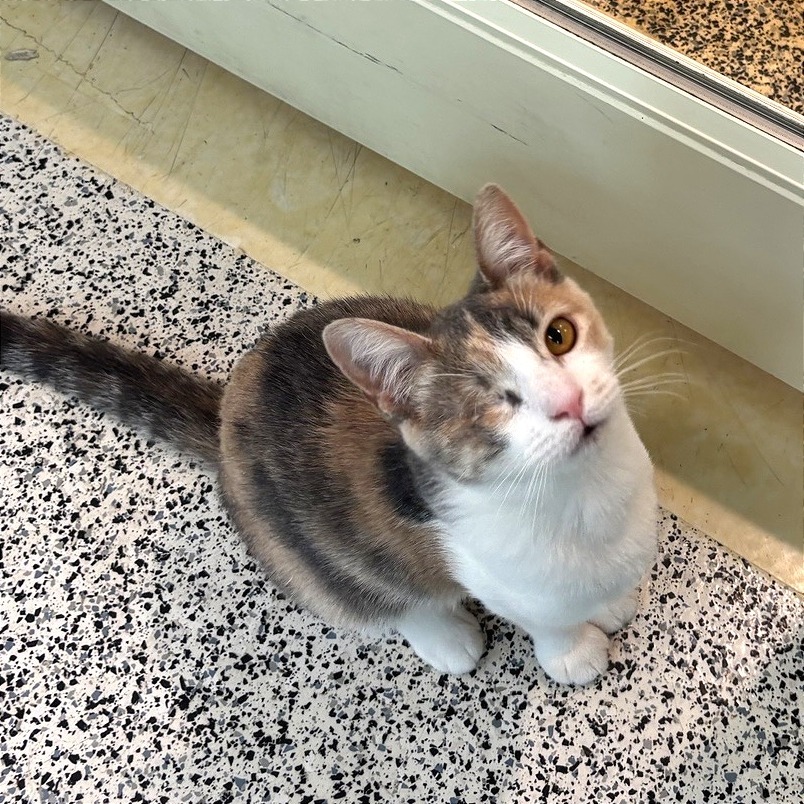 Labubu