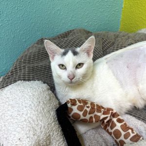Crumpet, Adult Female Domestic Short Hair