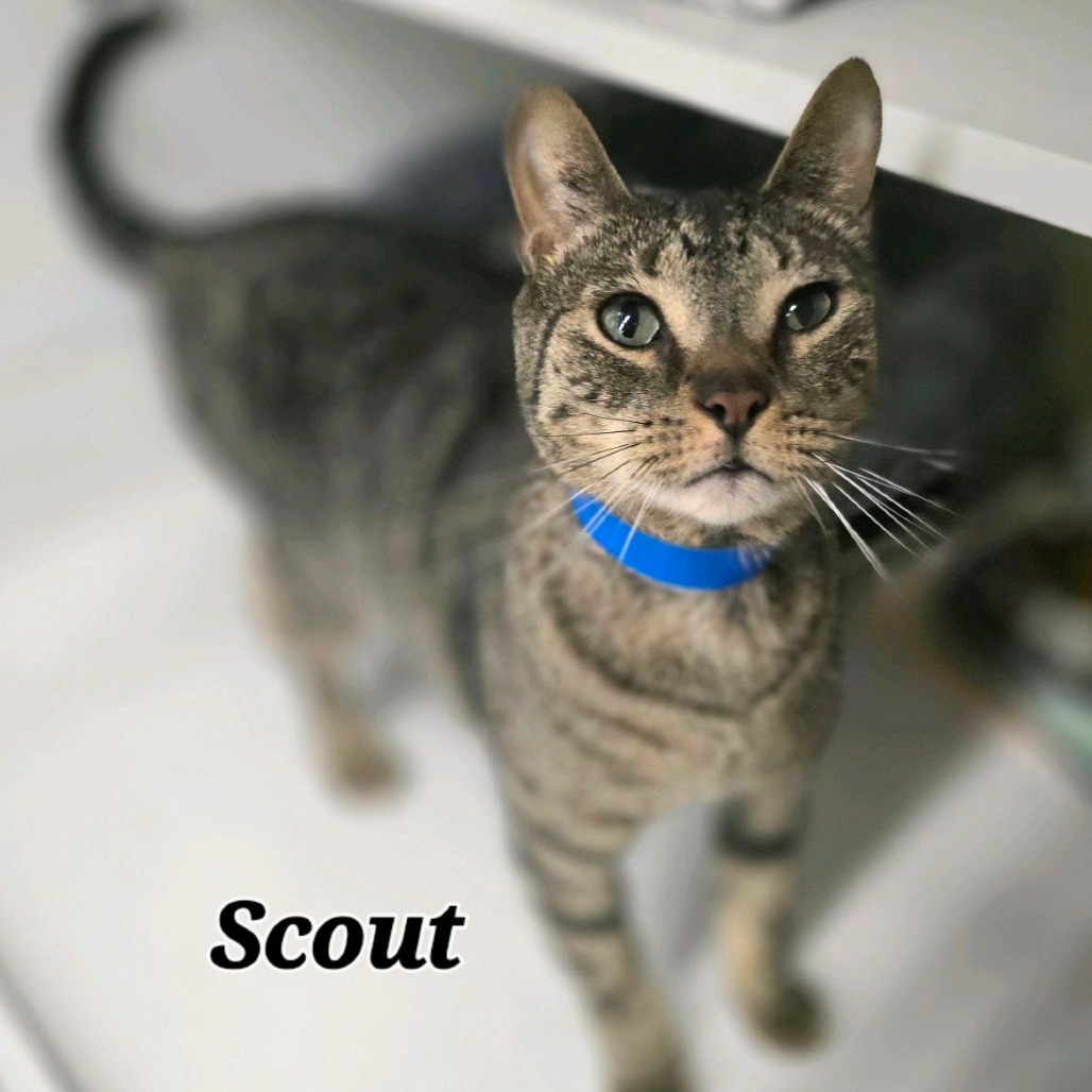 Scout