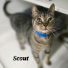 Scout photo 1