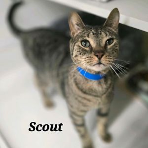 Scout, Adult Male Domestic Short Hair