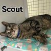 Scout photo 2