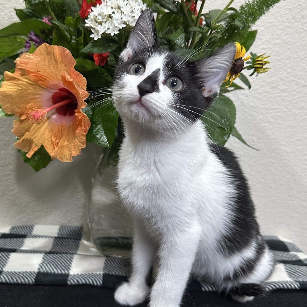 Bowie