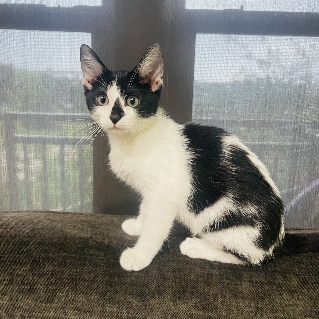 Bowie