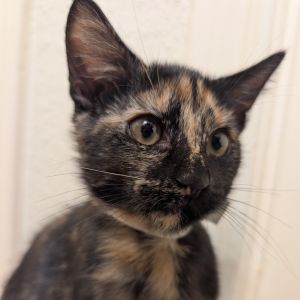 Beetle, Baby Female Domestic Short Hair