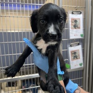 Meet Unfezant This adorable 1-month-old LabradorRetriever mix is part of a brand-new litter at Bes