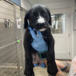 Meet Umbreon This adorable 1-month-old LabradorRetriever mix is part of a brand-new litter at Best