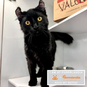 Valencia is a gentle and affectionate 9-month-old cat with a heart full of purrs He has coexisted p