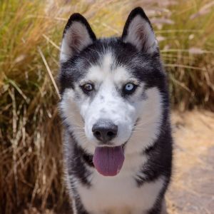 Arthur is a playful and affectionate 3-year-old pup who loves car rides cuddles and being close to