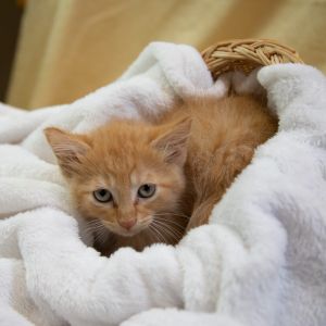 Curiosity-C, Baby Female Domestic Short Hair
