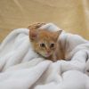 Curiosity-C photo 2