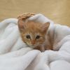 Curiosity-C photo 3
