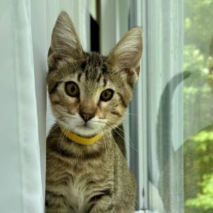 Antlia-C, Baby Male Domestic Short Hair