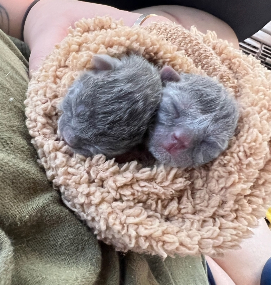 Charcoal blue twin