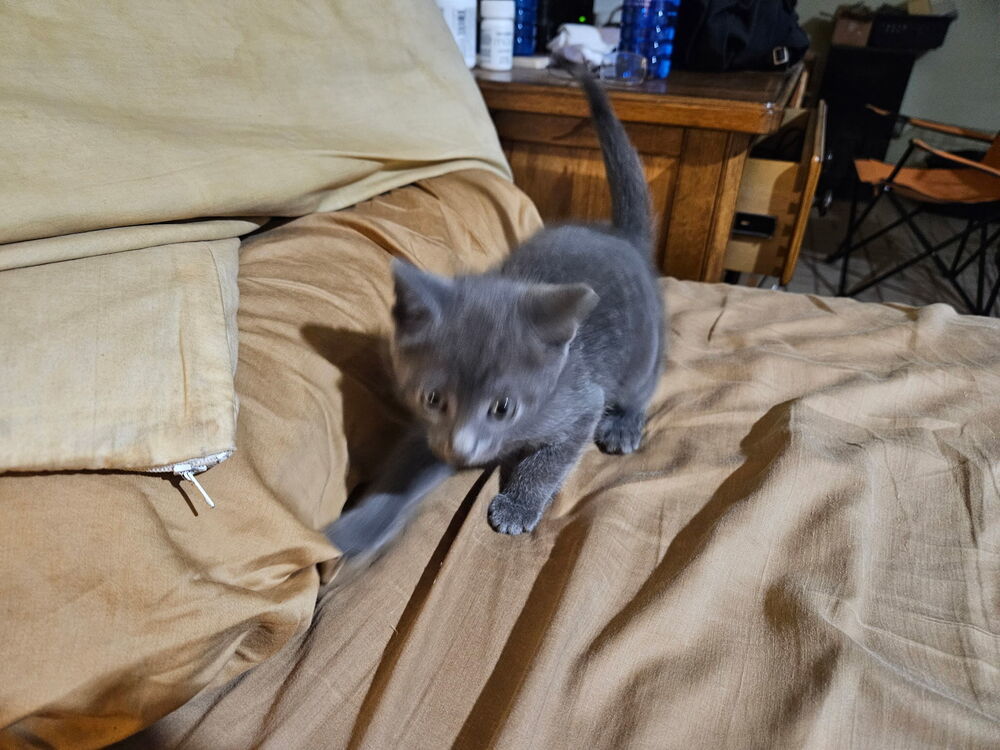 Charcoal blue twin