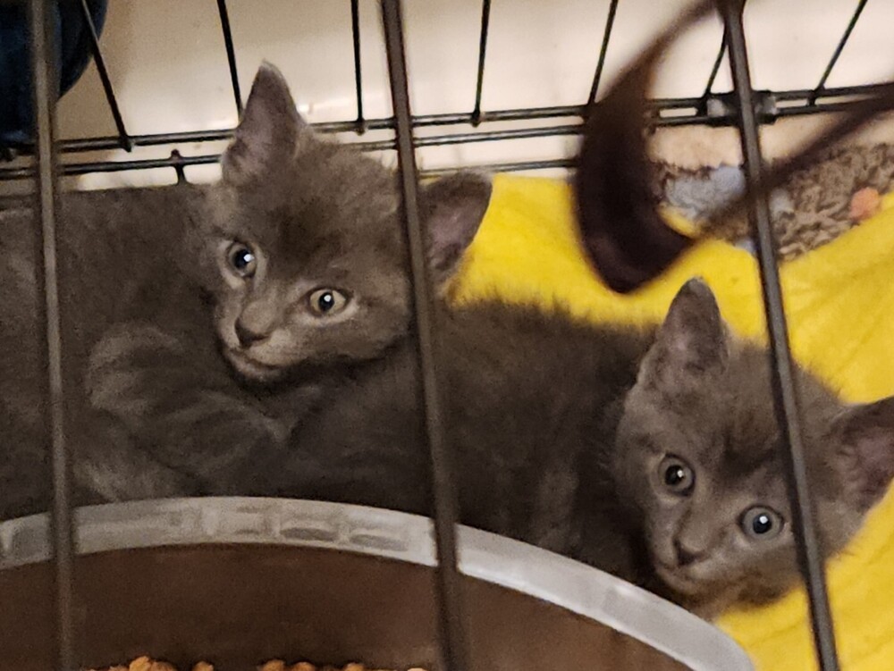 Charcoal blue twin
