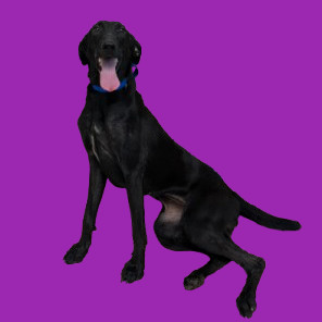 TUSC-Stray-80927_2