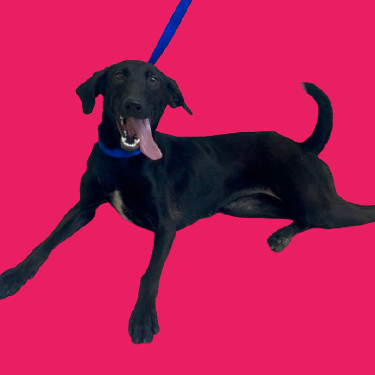 TUSC-Stray-80927
