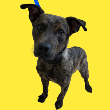 TUSC-Stray-80931