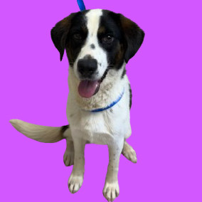 TUSC-Stray-80930