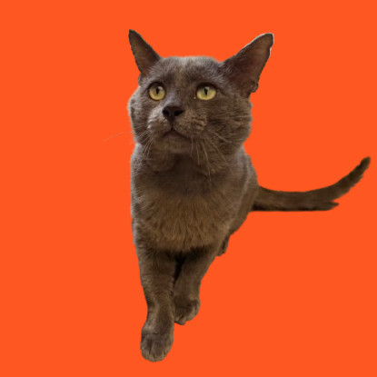 Goose, an adoptable Domestic Short Hair in Tuscaloosa, AL, 35401 | Photo Image 1
