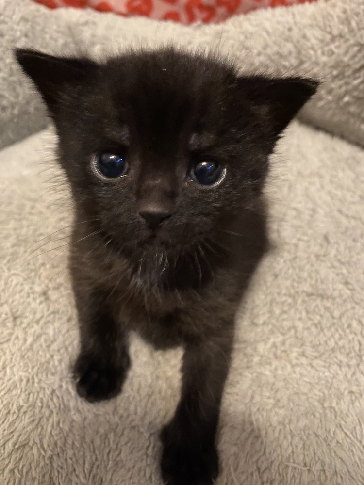 Cub