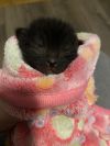 Cub photo 3