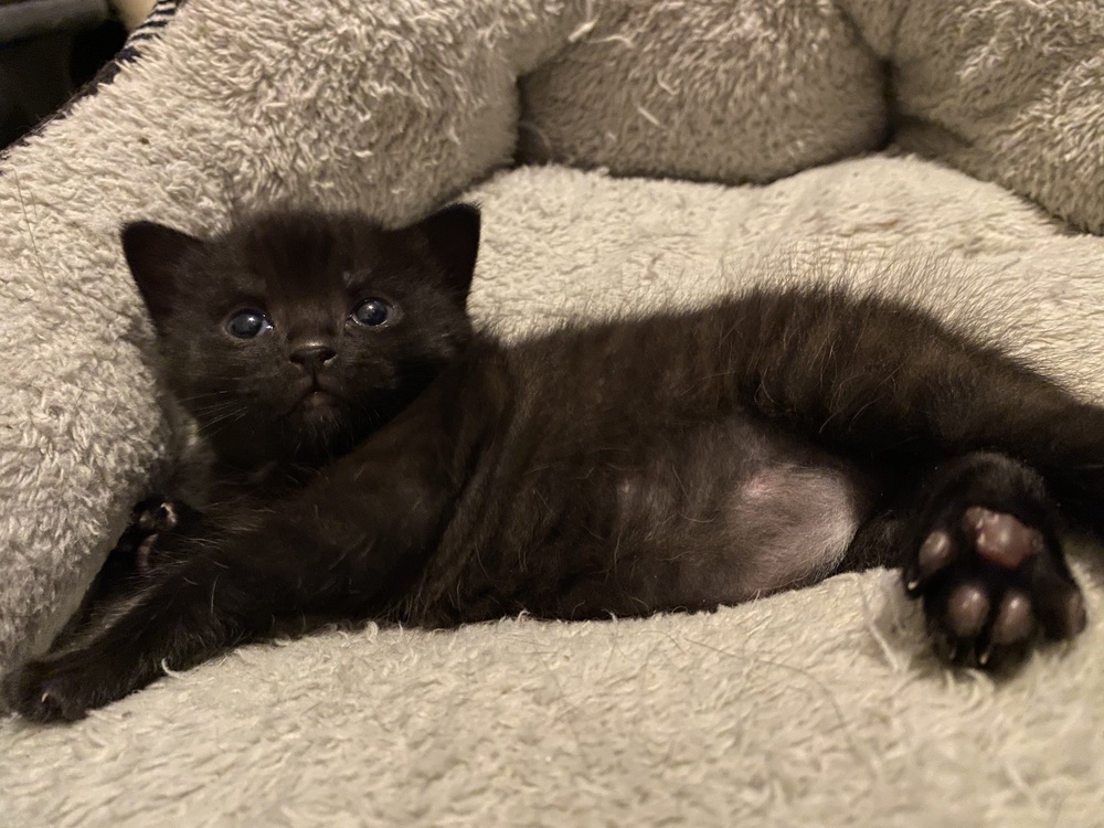 Cub