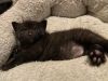 Cub photo 4