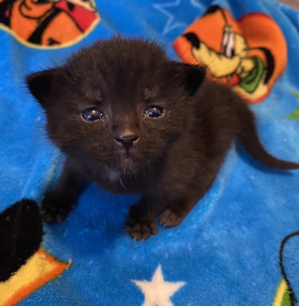 Cub