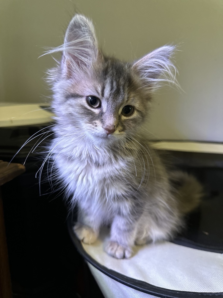 Angel (Kitten)