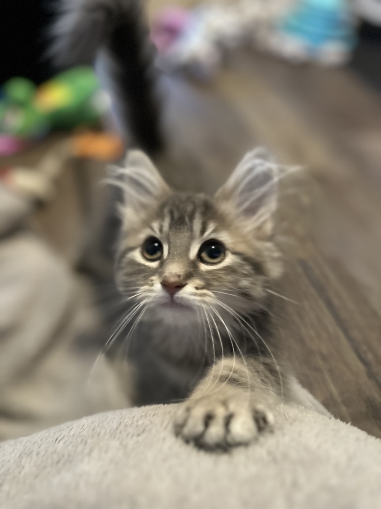 Angel (Kitten)