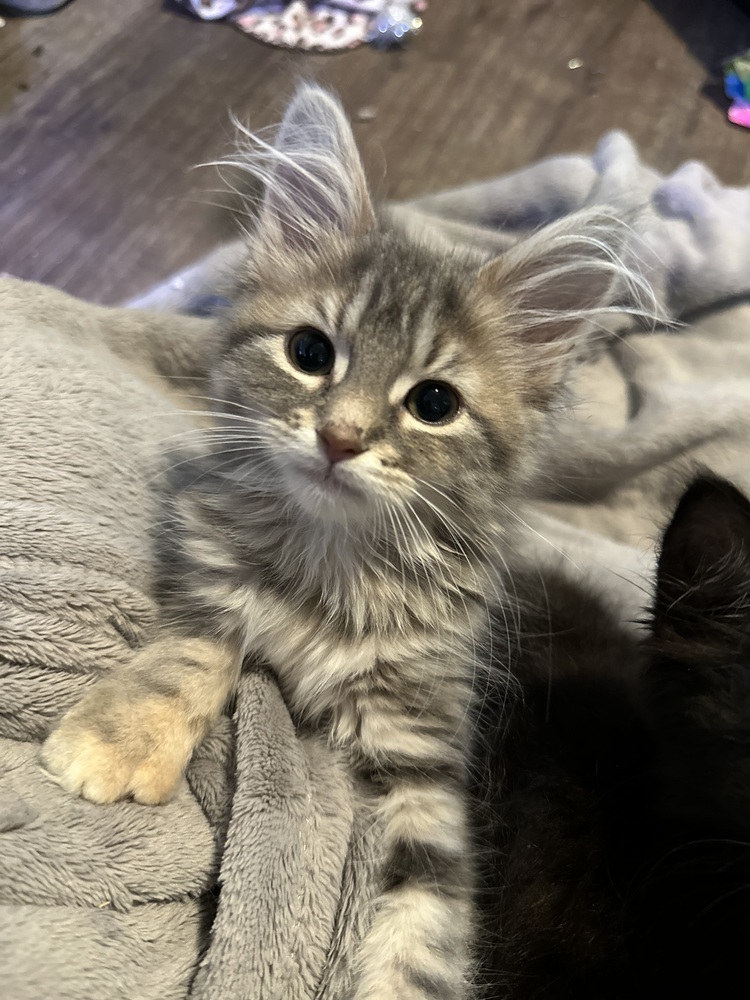 Angel (Kitten)