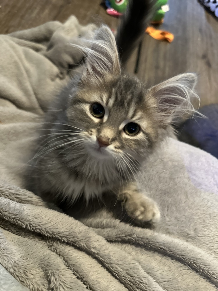 Angel (Kitten)