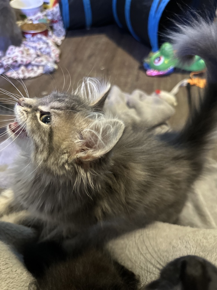 Angel (Kitten)