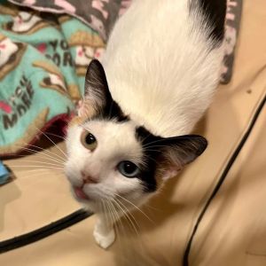 Delaney, Adult Female Domestic Short Hair