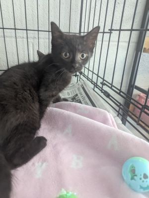 Biggie, Baby Male Domestic Short Hair