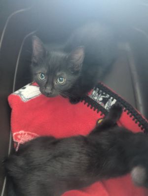 GloRilla, Baby Female Domestic Short Hair