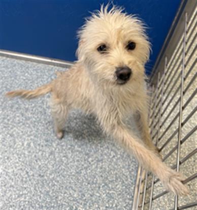 NALA, an adoptable Havanese in Tucson, AZ, 85745 | Photo Image 1