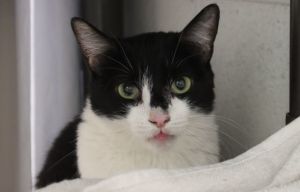 ANASTASIA*, Adult Female Domestic Short Hair